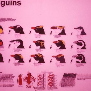 Penguin graphic - 1984
