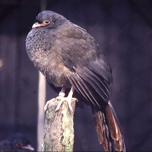 Bird - Chachalaca? - 1984