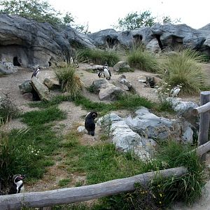 Emmen Zoo - Playa Pengüinos
