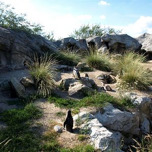 Emmen Zoo - Playa Pengüinos