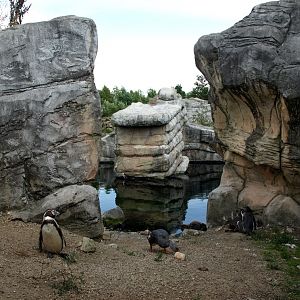 Emmen Zoo - Playa Pengüinos