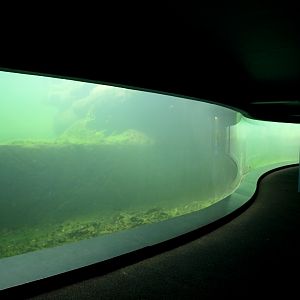 Emmen Zoo - Playa Pengüinos