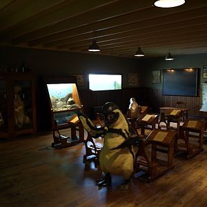 Emmen Zoo - Penguin school