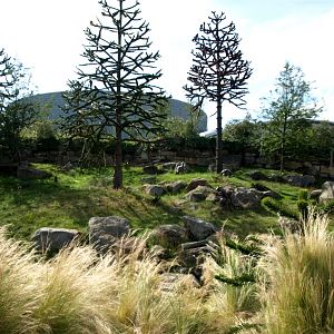 Emmen Zoo - Pudu exhibit