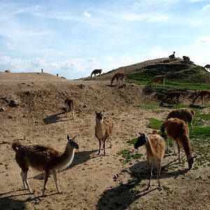 Emmen Zoo - Patagonia