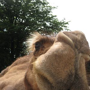 Bactrian Camel
