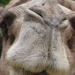 Bactrian camel