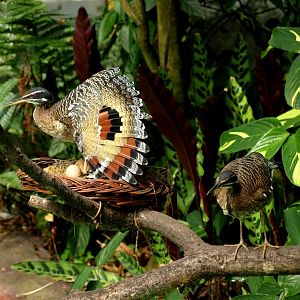 Emmen Zoo - AmeriCasa