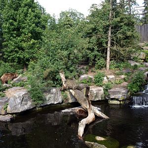 Emmen Zoo - Kodiak bear exhibit