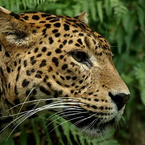 Emmen Zoo - Leopard