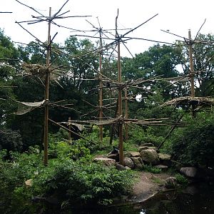 Emmen Zoo - Colobus monkey island