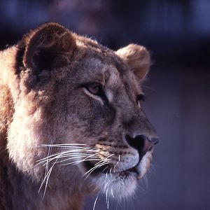 Asiatic Lion - 1984