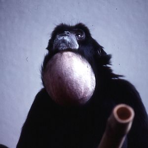 Siamang - 1984