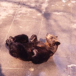 Berne Bear Pits - 1984