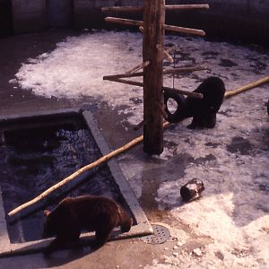 Berne Bear Pits - 1984