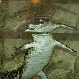 Jerusalem bibilcal zoo 2000-2008