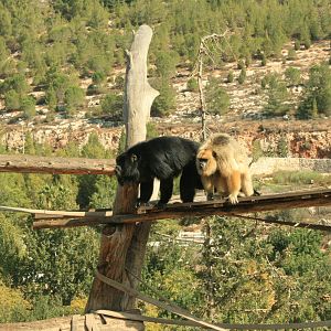 howler momkeys- male and a female