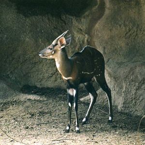 Male Bushbok