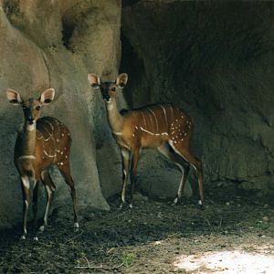 Bushbok Females