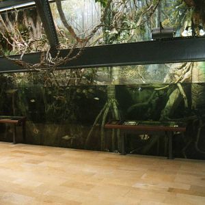 Amazon river Big Tank