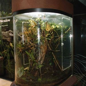 Emerald Tree Boa exhibit