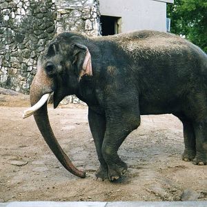 Asian elephant breeding Bull