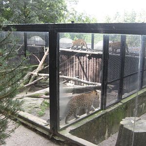 Lepard Aquariums