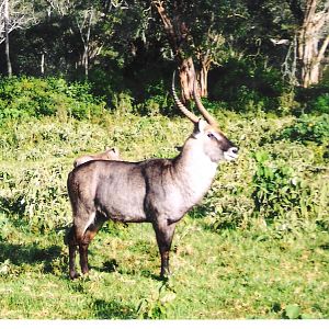 Waterbuck