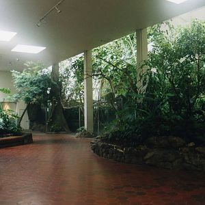 Inside South American Tropical Forest