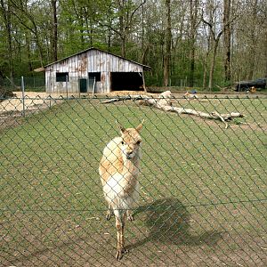 Skaerup Zoo - Vicugna exhibit