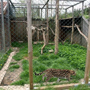 Skaerup Zoo - Ocelot exhibit