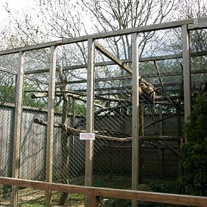 Skaerup Zoo - Toque macaque exhibit