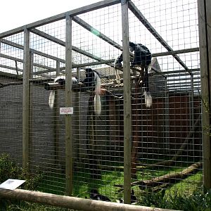Skaerup Zoo - Colobus exhibit