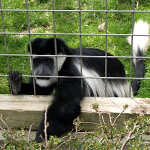 Skaerup Zoo - Colobus monkey