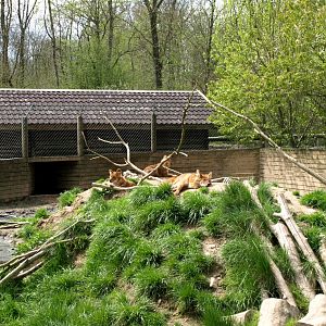 Skaerup Zoo - Dhole exhibit