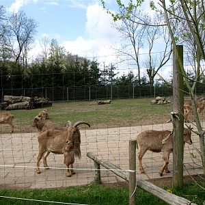 Skaerup Zoo - Barbary sheep