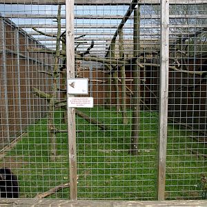 Skaerup Zoo -  Gibbon exhibits