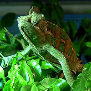 Veiled chameleon