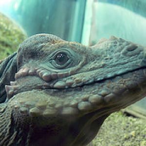 Rhinoceros iguana
