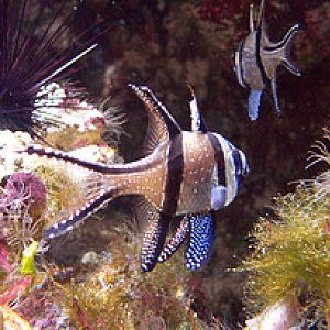 Banggai cardinal fish