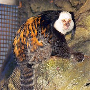 White-fronted marmoset