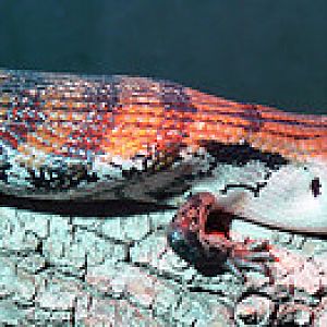 Blue-tongued skink
