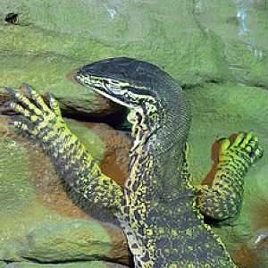 Argus monitor