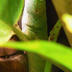 Common madagascar day gecko