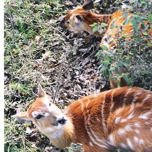 Sitatunga