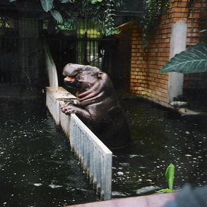 Pygmy Hippo