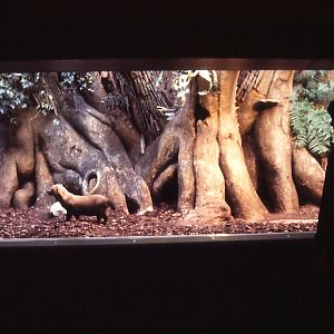 Bushdog exhibit, Grzimekhaus - 1984