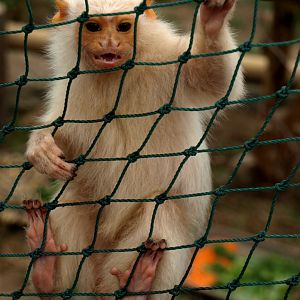 Odsherreds Zoo - Silvery marmoset