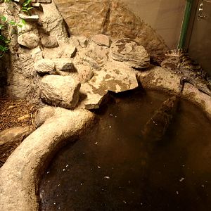 Odsherreds Zoo - Caiman exhibit