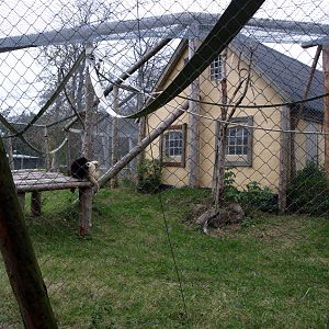 Odsherreds Zoo - Gibbon exhibit